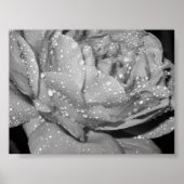 Poster Rose (Devant)