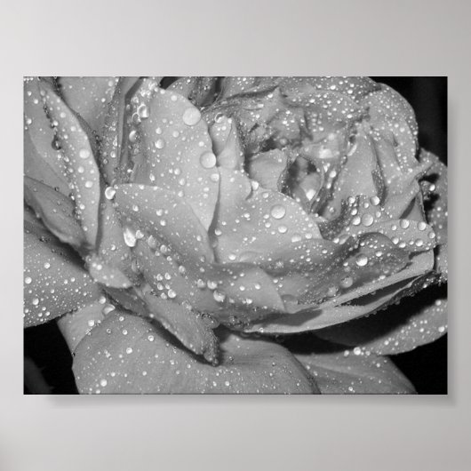 Poster Rose (Devant)