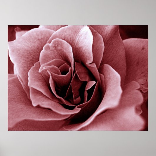 Poster Rose (Devant)