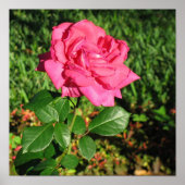 Poster rose (Devant)