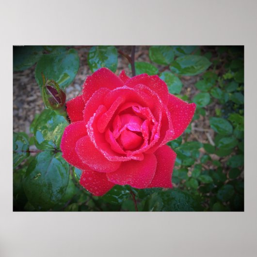 Poster Rose, (Devant)