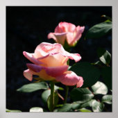 Poster rose (Devant)