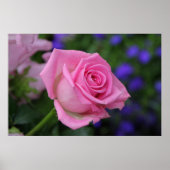 Poster rose (Devant)