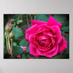Poster Rose,
