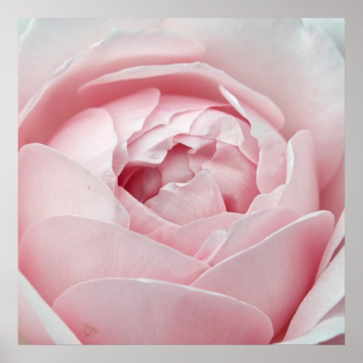 Poster rose (Devant)