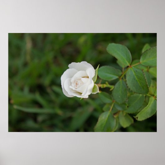 Poster Rose (Devant)