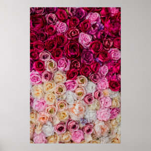 Poster Rose