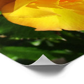 Poster rose (Coin)