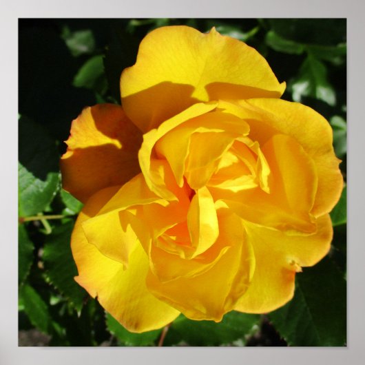 Poster rose (Devant)