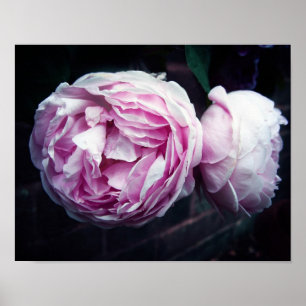 Poster Rose