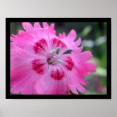 Poster rose (Devant)