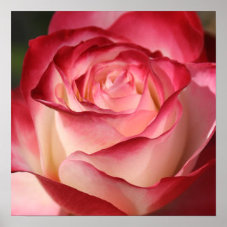 Poster Rose