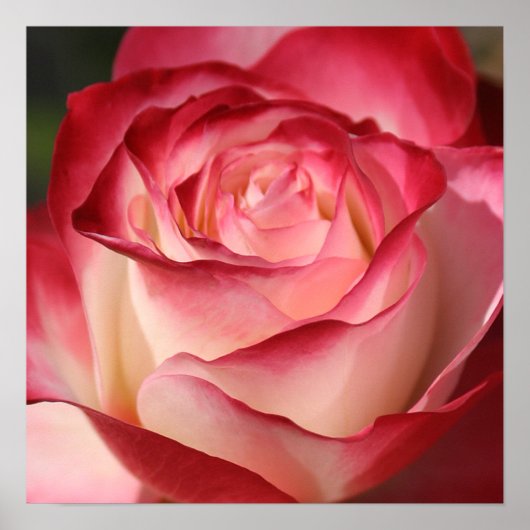 Poster Rose (Devant)