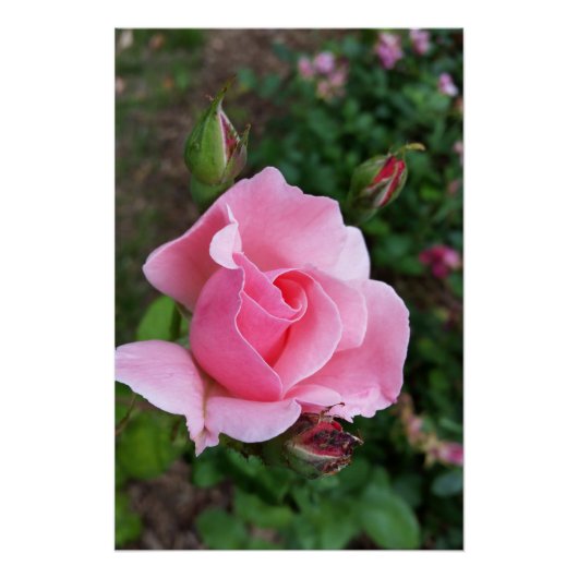 Poster rose (Devant)