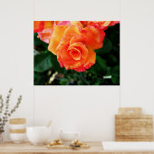 Poster rose (Cuisine)