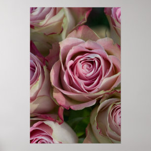 Poster rose