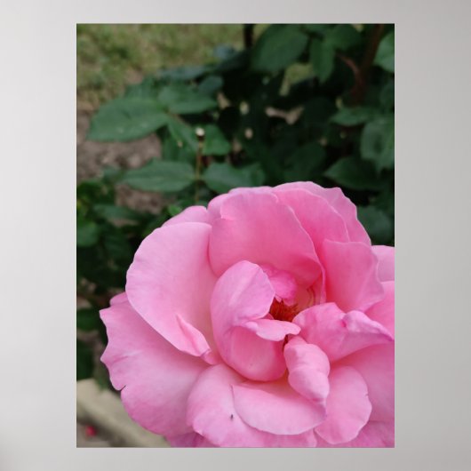 Poster rose (Devant)