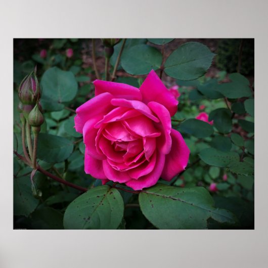 Poster Rose, (Devant)