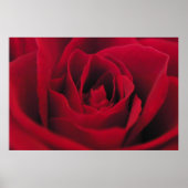 Poster Rose (Devant)