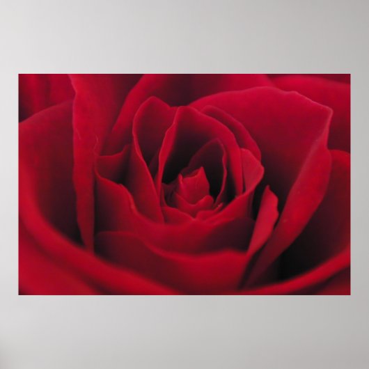 Poster Rose (Devant)