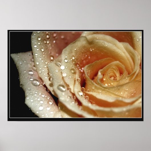 Poster Rose (Devant)