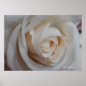 Poster Rose 16 (Devant)