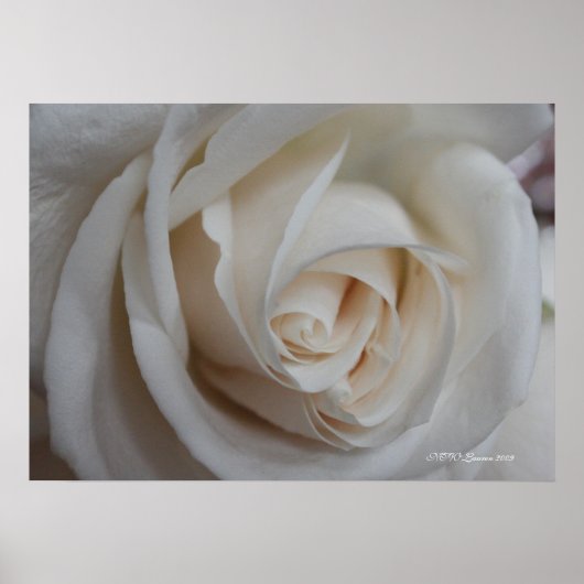 Poster Rose 16 (Devant)