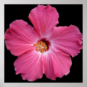 Poster rose 24 x 24