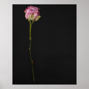 Poster Rose 3 de rose