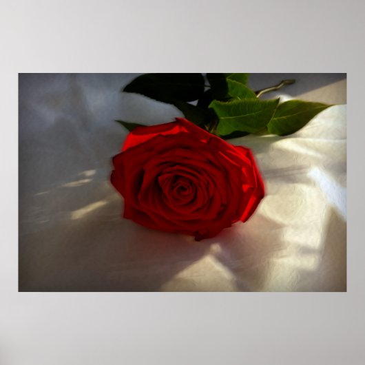 Poster rose à crépuscule (Devant)