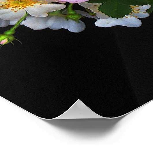 Poster Rose à l'ancienne (Coin)