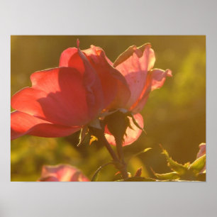 Poster Rose à Sunset