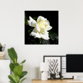 Poster Rose à thé hybride blanc Pascali (Bureau à domicile)