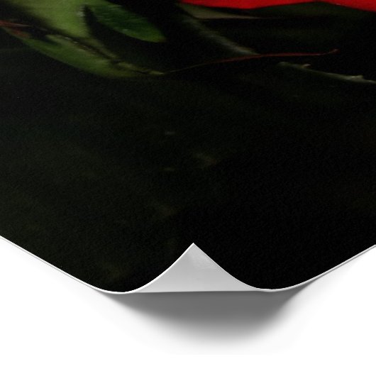 POSTER ROSE AMOUR (Coin)