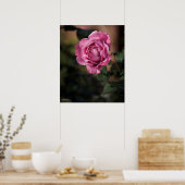 Poster Rose Angel Face (Cuisine)