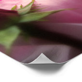 Poster Rose anglais rose (Coin)