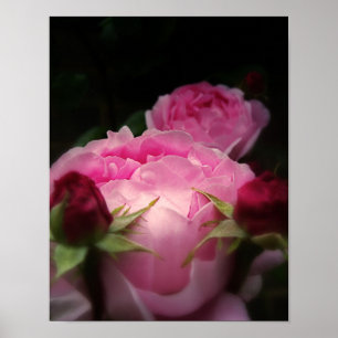 Poster Rose anglais rose