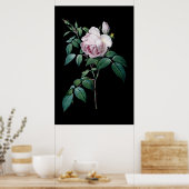 Poster Rose anglaise de Redoute black arrière - plan post (Cuisine)