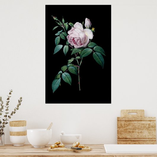 Poster Rose anglaise de Redoute black arrière - plan post (Cuisine)