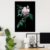 Poster Rose anglaise de Redoute black arrière - plan post (Bureau à domicile)