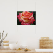 Poster Rose arc-en-ciel rose à jaune (Cuisine)