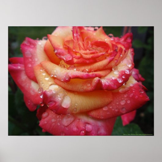 Poster Rose arc-en-ciel rose à jaune (Devant)