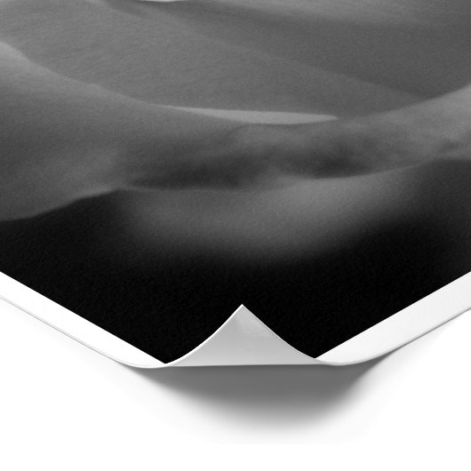 Poster Rose argenté (Coin)