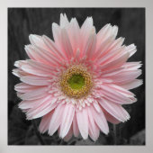 Poster rose Aster 12x12 (Devant)
