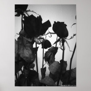 Poster Rose [aucune bordure]