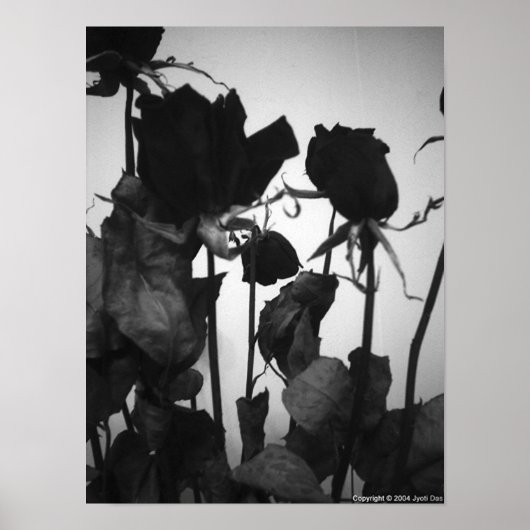 Poster Rose [aucune bordure] (Devant)