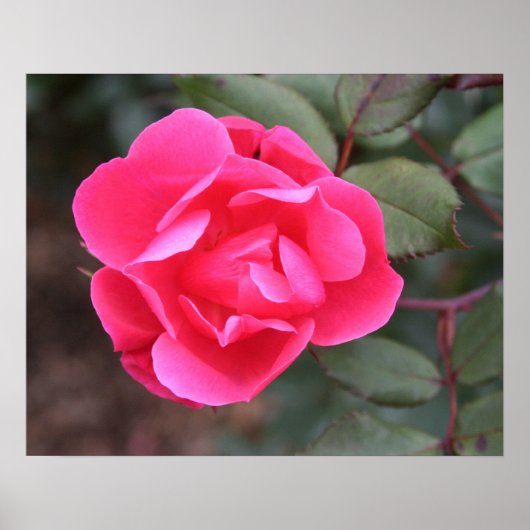 Poster Rose automne (Devant)