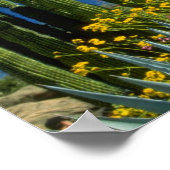 Poster Rose Beaucoup de plantes, Désert de Sonoran, fleur (Coin)