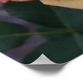 Poster Rose Beautiful Pink and Yellow Floral (Coin)