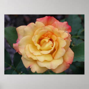 Poster Rose Beautiful Pink and Yellow Floral